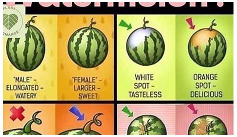 How to Pick the Right Watermelon – Mashup Kaffe