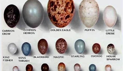 house sparrow bird egg identification chart