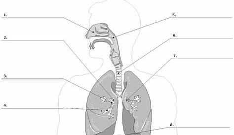 15 Printable Respiratory System Worksheet / worksheeto.com