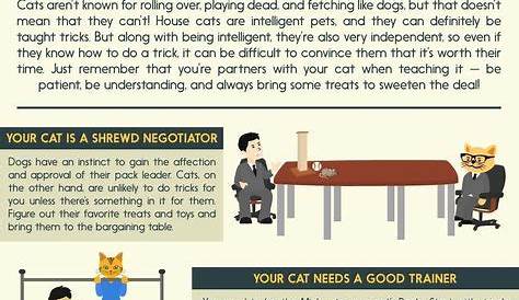 Cat Tail Meaning Chart | Crazy cats, Cat care tips, Kittens