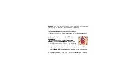 The Circulatory System Worksheet Answer Key - Ivuyteq