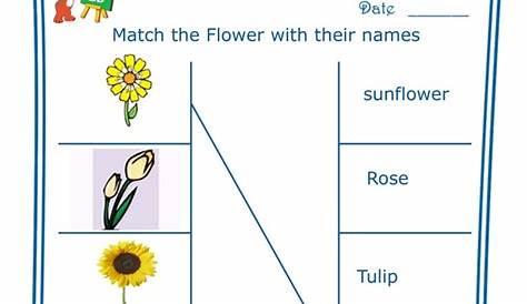 flower worksheet for kindergarten