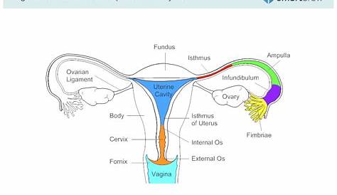 female reproductive system diagram worksheet