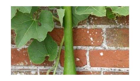 Can Squash Cross Pollinate With Cucumbers - An old wives tale says if