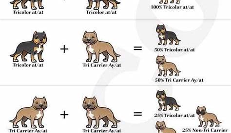 growth chart american bully growth stages