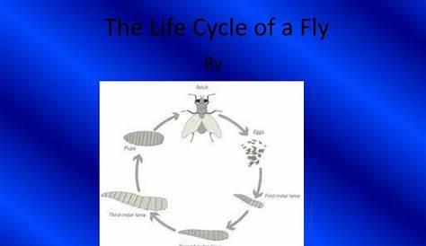PPT - The Life Cycle of a Fly PowerPoint Presentation, free download