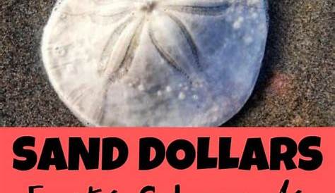 sand dollar legend printable