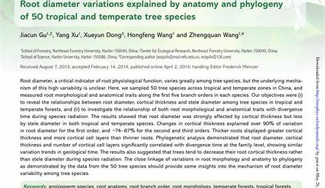 (PDF) Root diameter variations explained by anatomy and phylogeny of 50