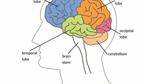 what are the lobes of the brain