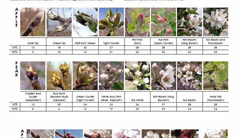 fruit freeze damage chart