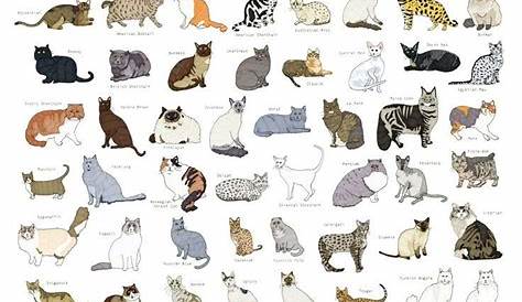 Cat breed charts and info~♡ | Warrior Cats: Rebirth Amino