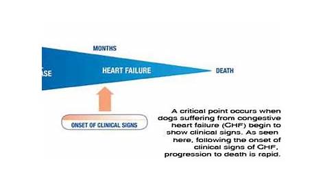 vetmedin for dogs dosage chart