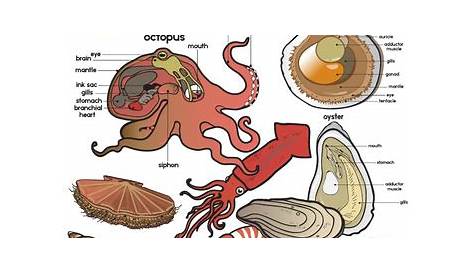 mollusks coloring worksheet answers
