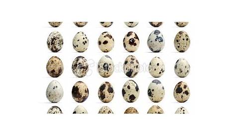 Wunderkammer: Quail Egg Patterns