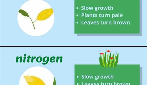 Why Are My Aquarium Plants Turning Brown? Learn To Overcome