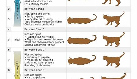 vet showing cat obesity chart