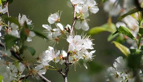 pollinators for plum trees