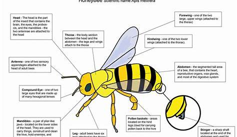Honey Bee Anatomy Diagram - Bing images