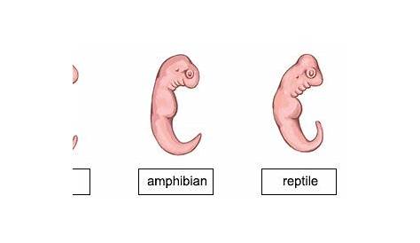The image shows embryos of three different animal species. Which two