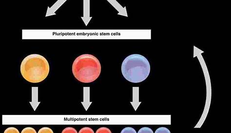 stem cell flow chart