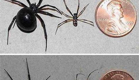 Female and Male Black Widow Spider Photo