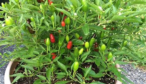 Hot peppers only. Which varieties do you grow? - General Gardening