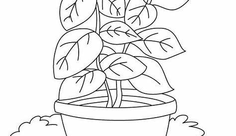 Printable Plant Coloring Pages - Free Coloring Sheets di 2020