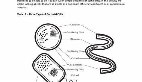 Prokaryote and Eukaryote Worksheet