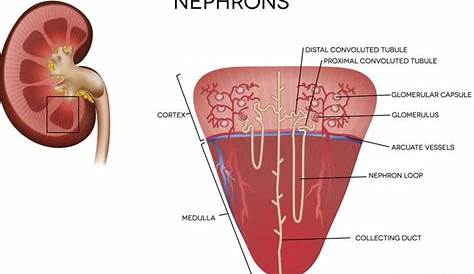 nephrons-diagram.jpg (1000×665) | Medical illustration, Anatomy images