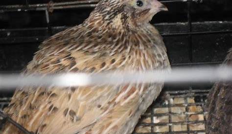 Coturnix Quail Pictures and Color Identification | BackYard Chickens
