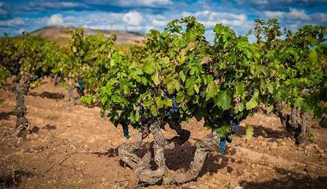 ribera del duero vintage chart