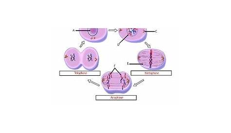 mitosis labeling worksheet answers