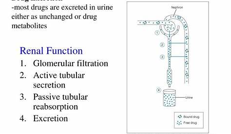 PPT - Renal Function Glomerular filtration Active tubular secretion