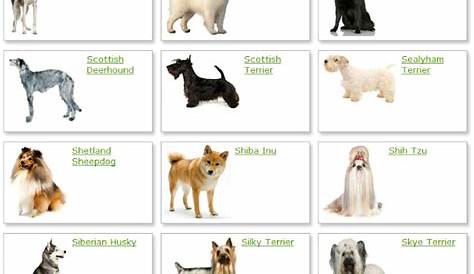 Dog Breeds List With Picture | Dog Breeds Alphabetical - Dogs Breeds Guide