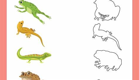 amphibians worksheet for preschool