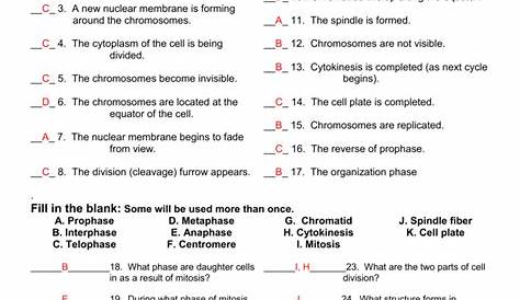 THE CELL CYCLE WORKSHEET