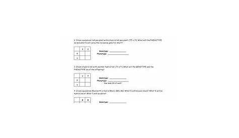 Punnett+Square+Practice+Worksheet+Answers | Square worksheet, Punnett