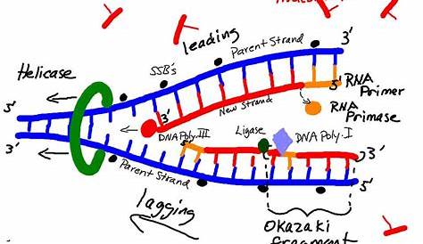 Dna Drawing Labeled | Free download on ClipArtMag