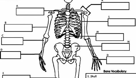Human Body: Them Bones | The Hoggatt Homeschool