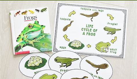 life cycle of a frog activities