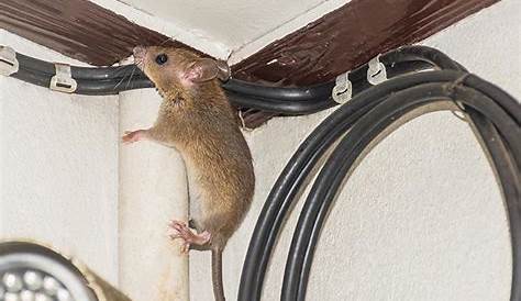 rodent proof electrical wiring
