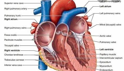 diagram of heart class 11th biology - Brainly.in