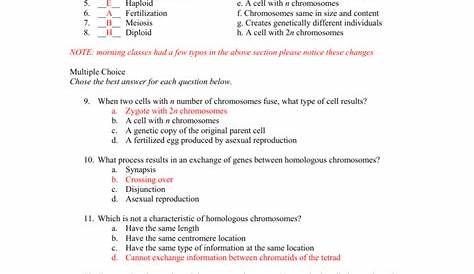 meiosis matching worksheet answers