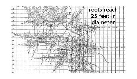 herb root depth chart