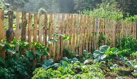 18 Vegetables That Grow Best in the Afternoon Sun – Mike's Backyard Garden