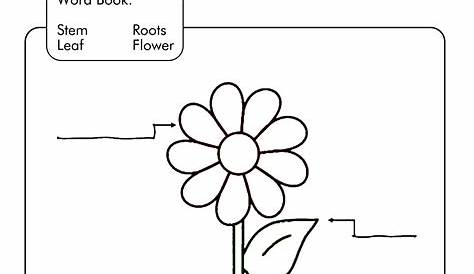 14 Best Images of Plant Worksheets For Grade 1 - Printable Plant Parts