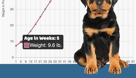 growth chart for rottweiler