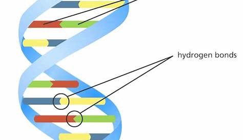 Deoxyribonucleic acid or DNA, structure and function