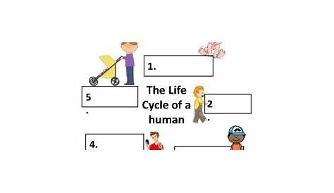 life cycle worksheet grade 1