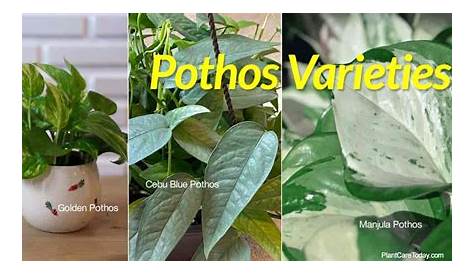Pothos Varieties: 10 Popular Types of Pothos For Your Home